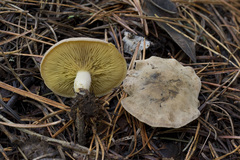 Calocybe onychina