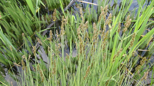 Carex vulpinoidea iNat (3)