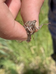 Megatibicen dealbatus