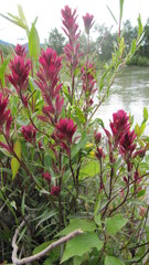 Castilleja purpurascens
