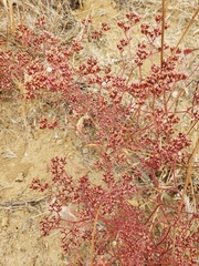 Chorizanthe staticoides