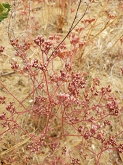 Chorizanthe staticoides