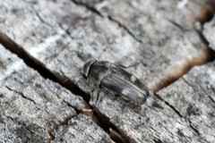 Tomoxia bucephala