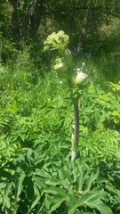 Angelica atropurpurea