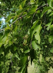 Poecilimon thoracicus