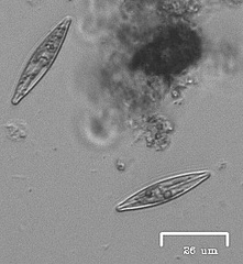 Naviculales