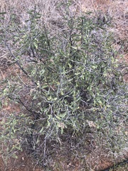 Eysenhardtia spinosa