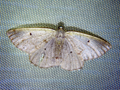 Lomographa glomeraria