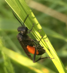 Macrophya annulata