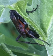 Macrophya annulata