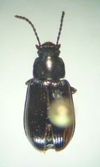 Nalassus convexulus