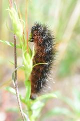 Apantesis nevadensis