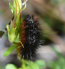 Apantesis nevadensis