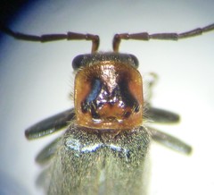 Cyrtomoptera divisa
