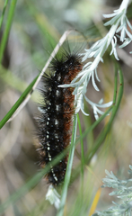 Apantesis nevadensis