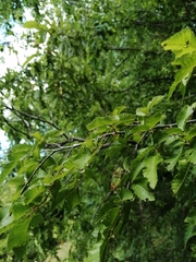 Poecilimon thoracicus