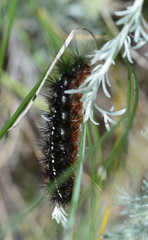 Apantesis nevadensis