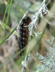 Apantesis nevadensis