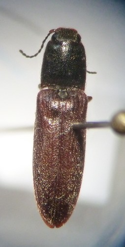 Limonius californicus