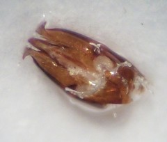 Limonius californicus