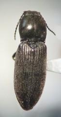 Cardiophorus