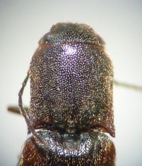 Dalopius tristis