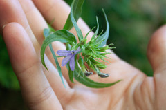 Palmerella debilis serrata