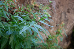 Palmerella debilis serrata