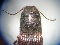 Limonius californicus