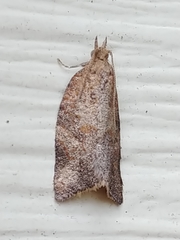 Argyrotaenia franciscana