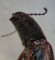 Limonius californicus