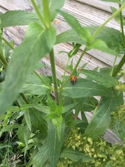 Coccinella septempunctata