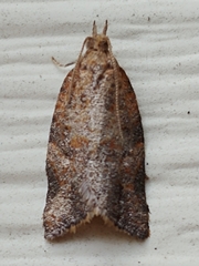Argyrotaenia franciscana