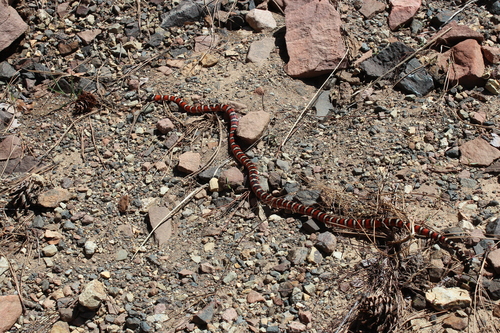 Lampropeltis pyromelana