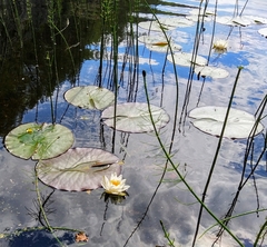 Nymphaea candida