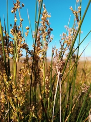 Juncus