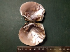 Cyclonaias tuberculata