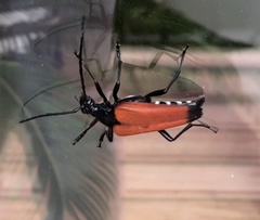 Stenelytrana emarginata