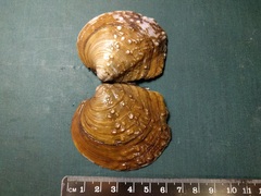 Cyclonaias tuberculata