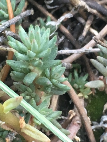 Lanceleaf Stonecrop