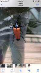 Stenelytrana emarginata