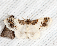 Hydrelia condensata