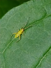 Campyloneura virgula