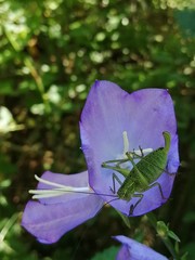 Leptophyes punctatissima
