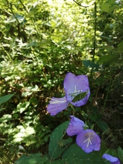 Leptophyes punctatissima