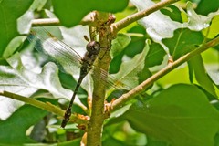Gomphaeschna antilope