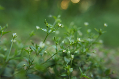 Moehringia trinervia