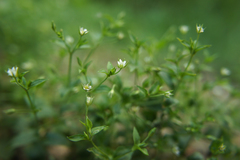 Moehringia trinervia