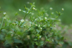 Moehringia trinervia