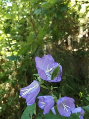 Leptophyes punctatissima